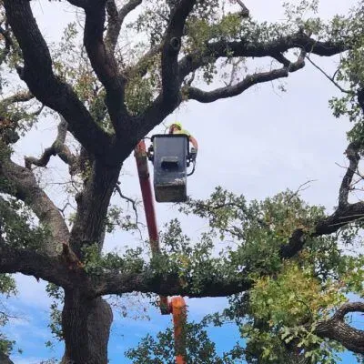 Person in bucket lift trimming a large tree with cloudy sky in the background.