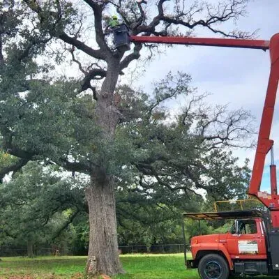 Tree trimming: worker in bucket truck basket pruning tree branches in grassy yard.