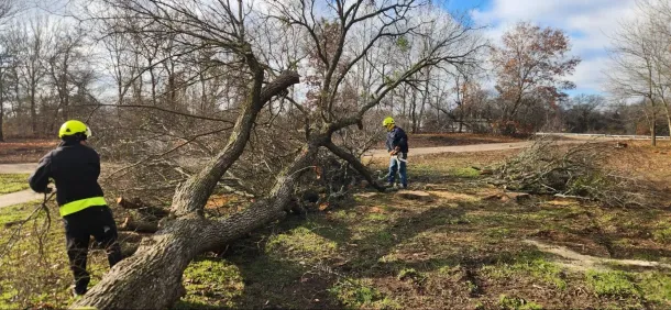 A man is loading wood into a dumpster on a trailer. Two workers with yellow helmets are cutting a fallen tree in a park on a sunny day.