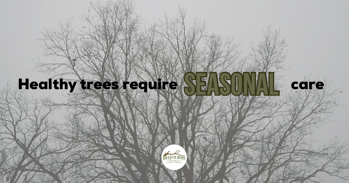 Bare tree silhouette with text: Bare tree silhouette with text: