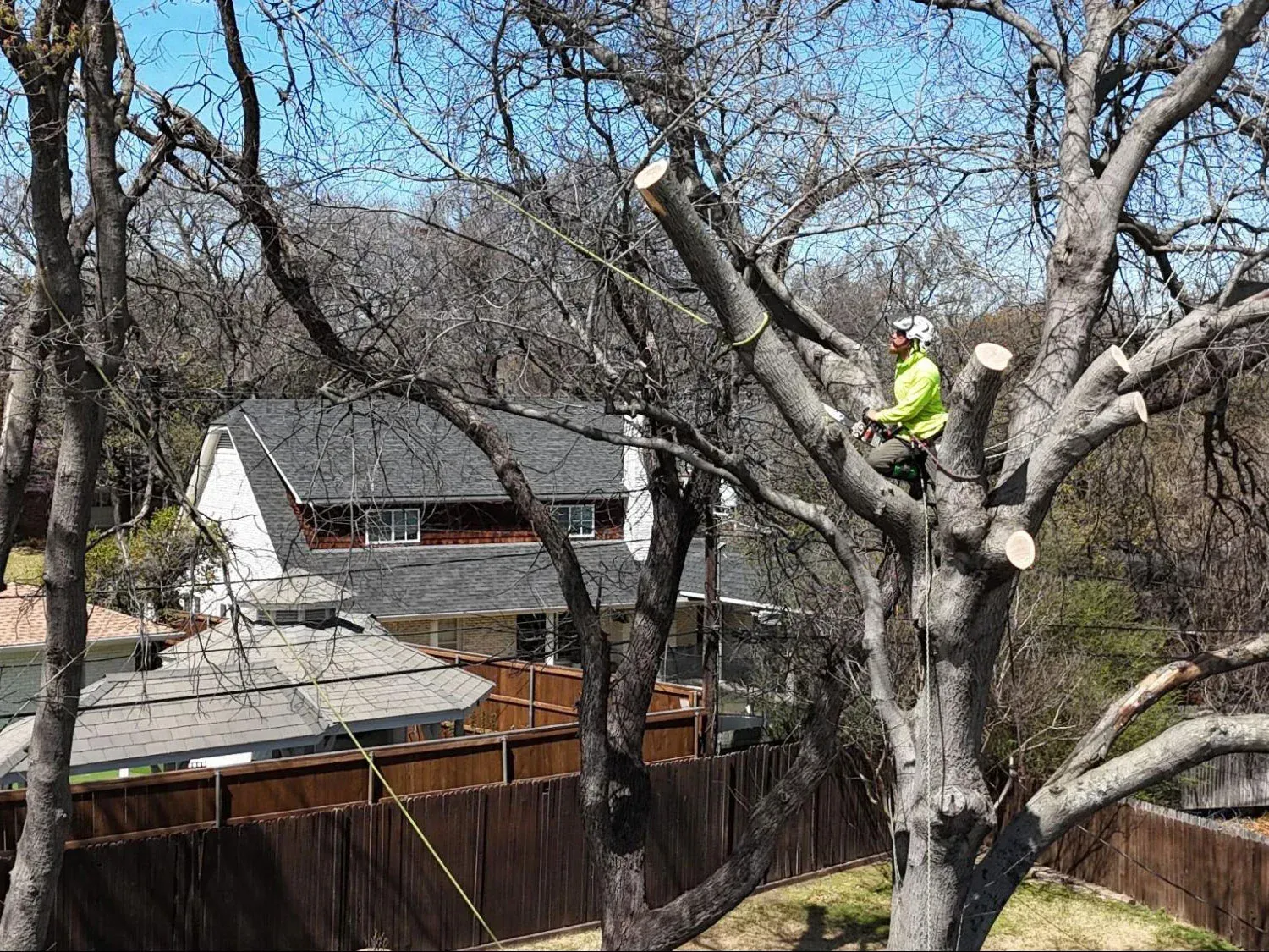 Worker pruning a large tree over a backyard fence and house on a clear day
