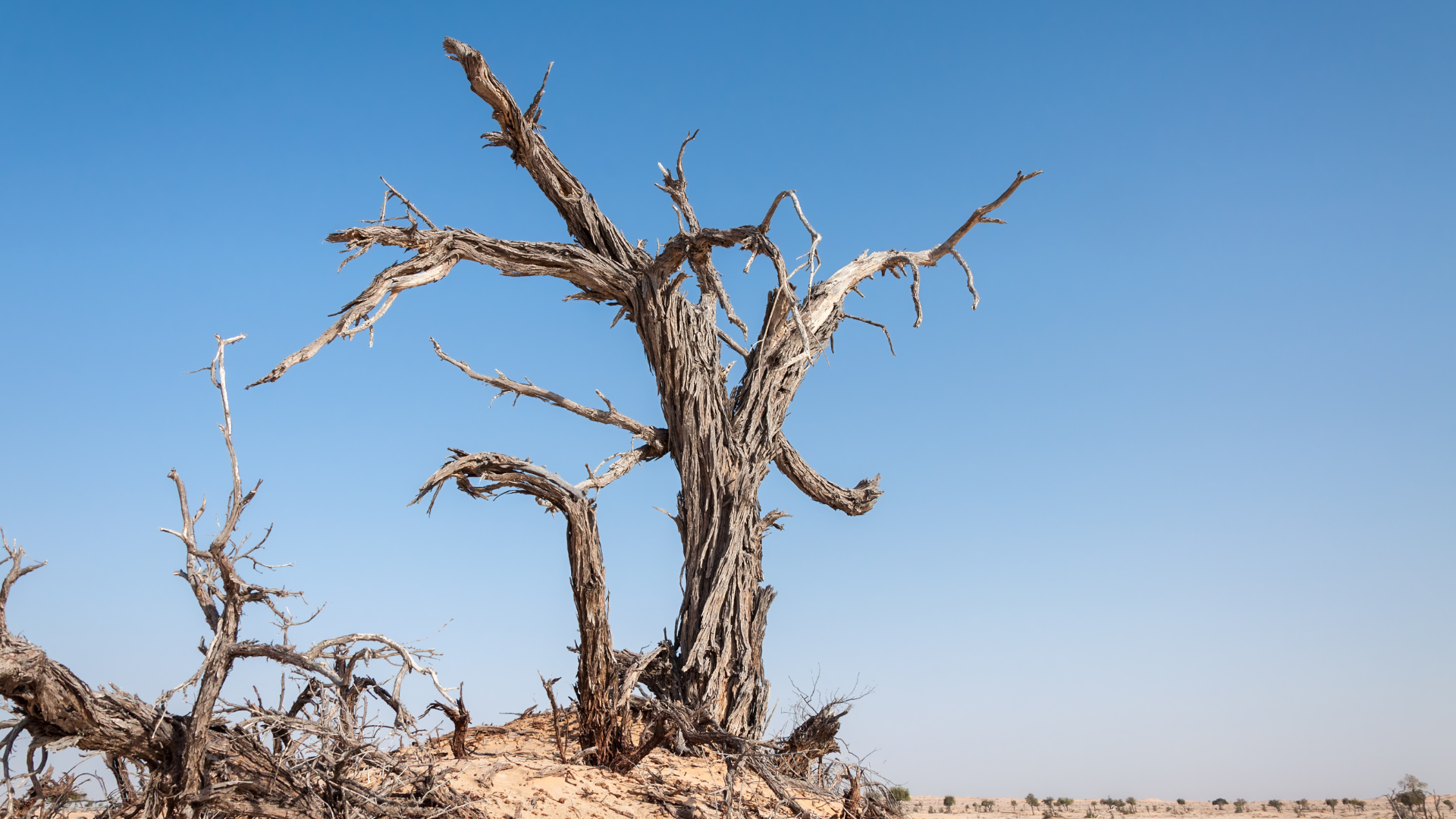 Leafless dead tree in a dry, rocky landscape under a clear blue sky