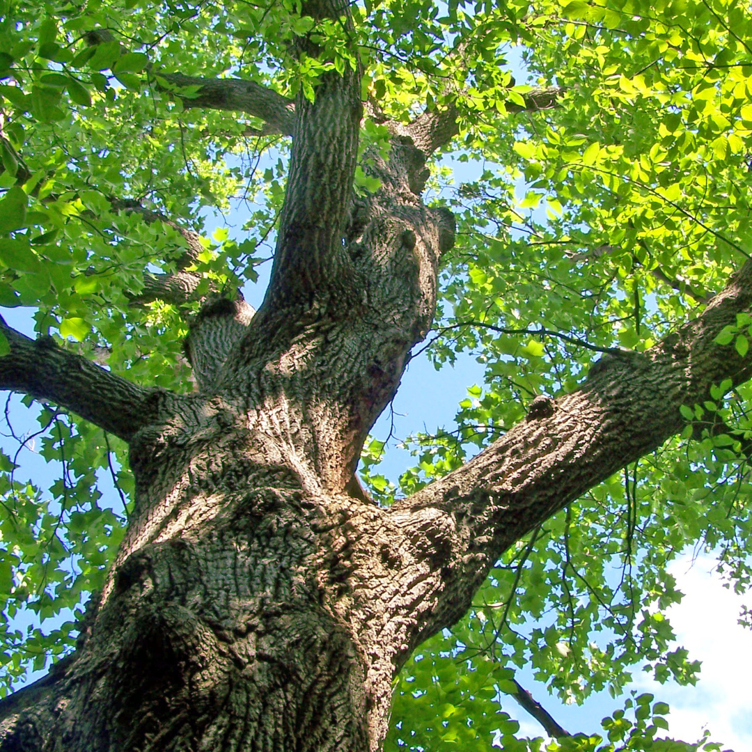 Upward view of a leafy green tree trunk and branches against a blue sky