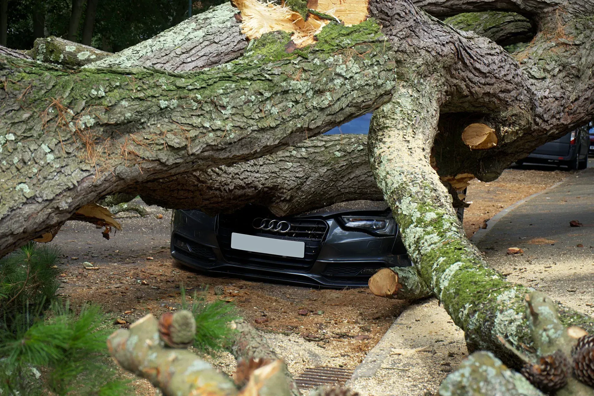 A car is sitting under a tree that has fallen on it. A car is sitting under a tree that has fallen on it.