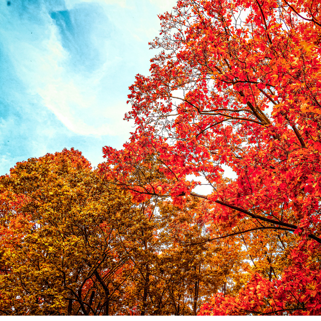 Trees with vibrant red and orange autumn foliage against a blue, cloudy sky. Trees with vibrant red and orange autumn foliage against a blue, cloudy sky.