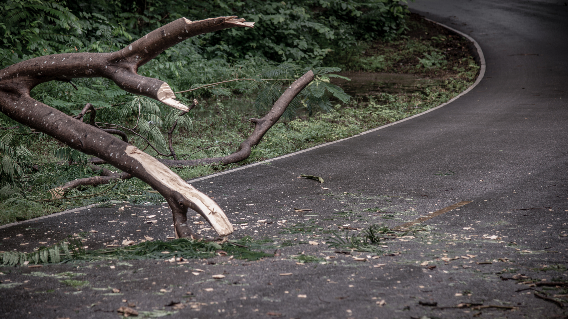 Curving wet road with fallen tree branches blocking the left side, surrounded by dense greenery.