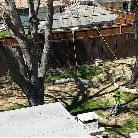 A person in green work clothes trimming a tree in a backyard with brown fence and houses. A person in green work clothes trimming a tree in a backyard with brown fence and houses.