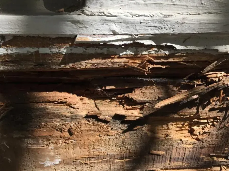 Dry Rot Repair