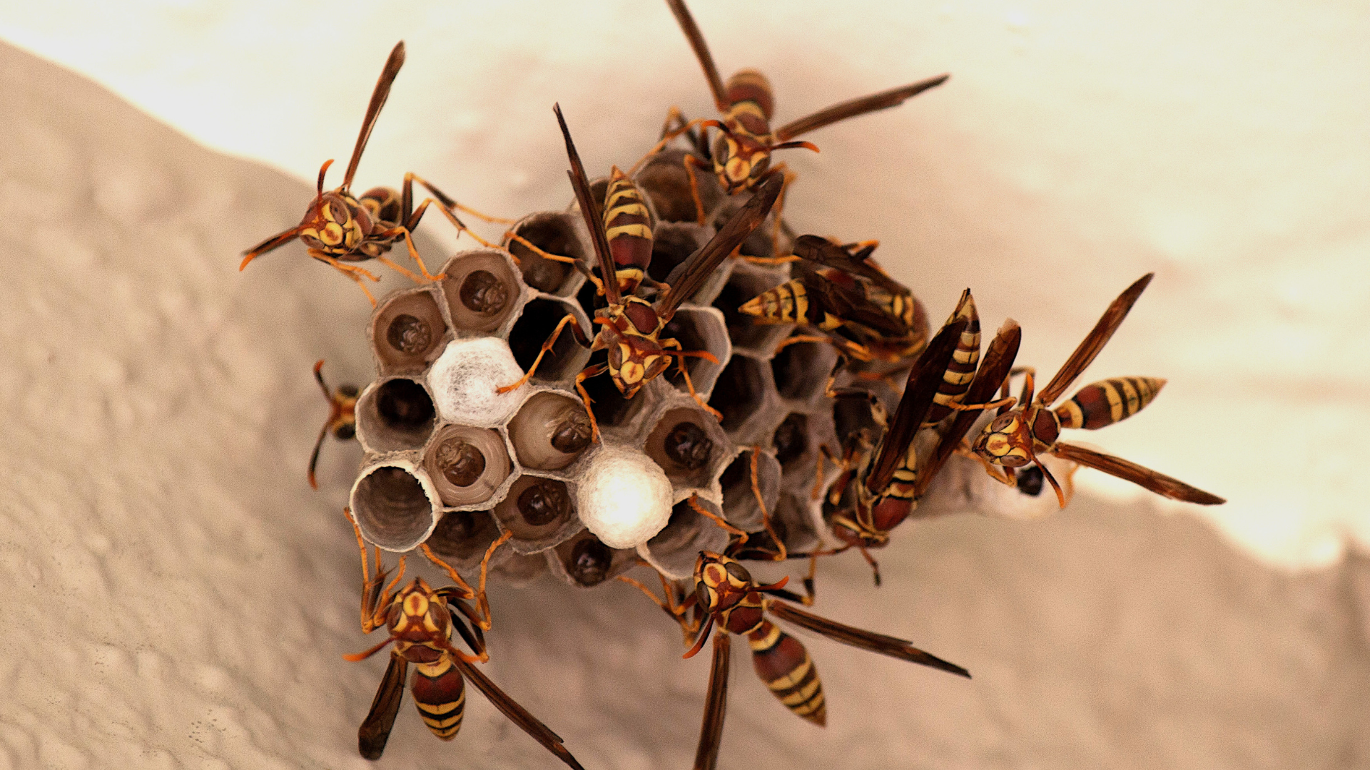 Wasp Removal