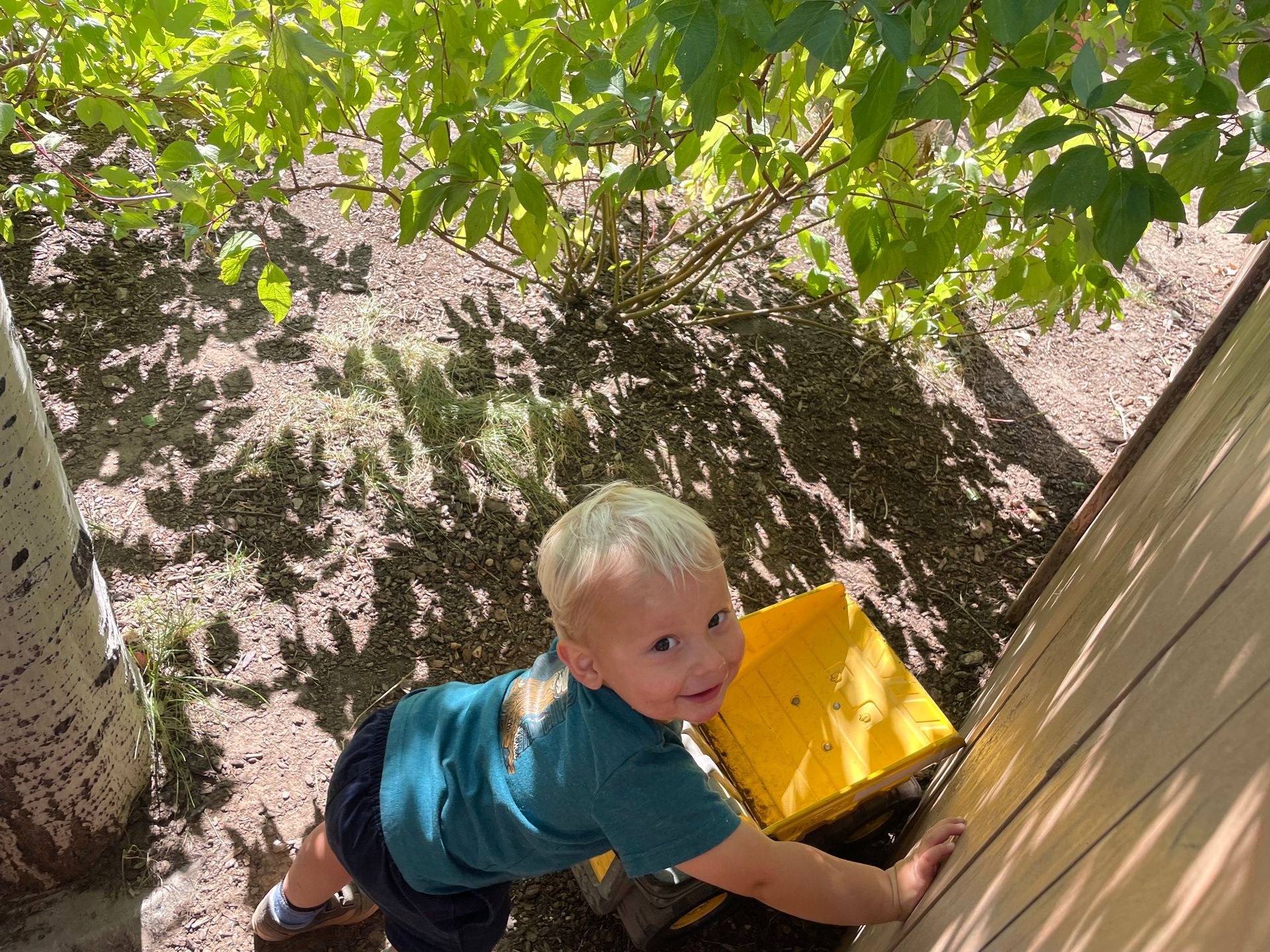 Toddler in blue shirt climbing beside a yellow wheelbarrow under a tree in a sunny yard