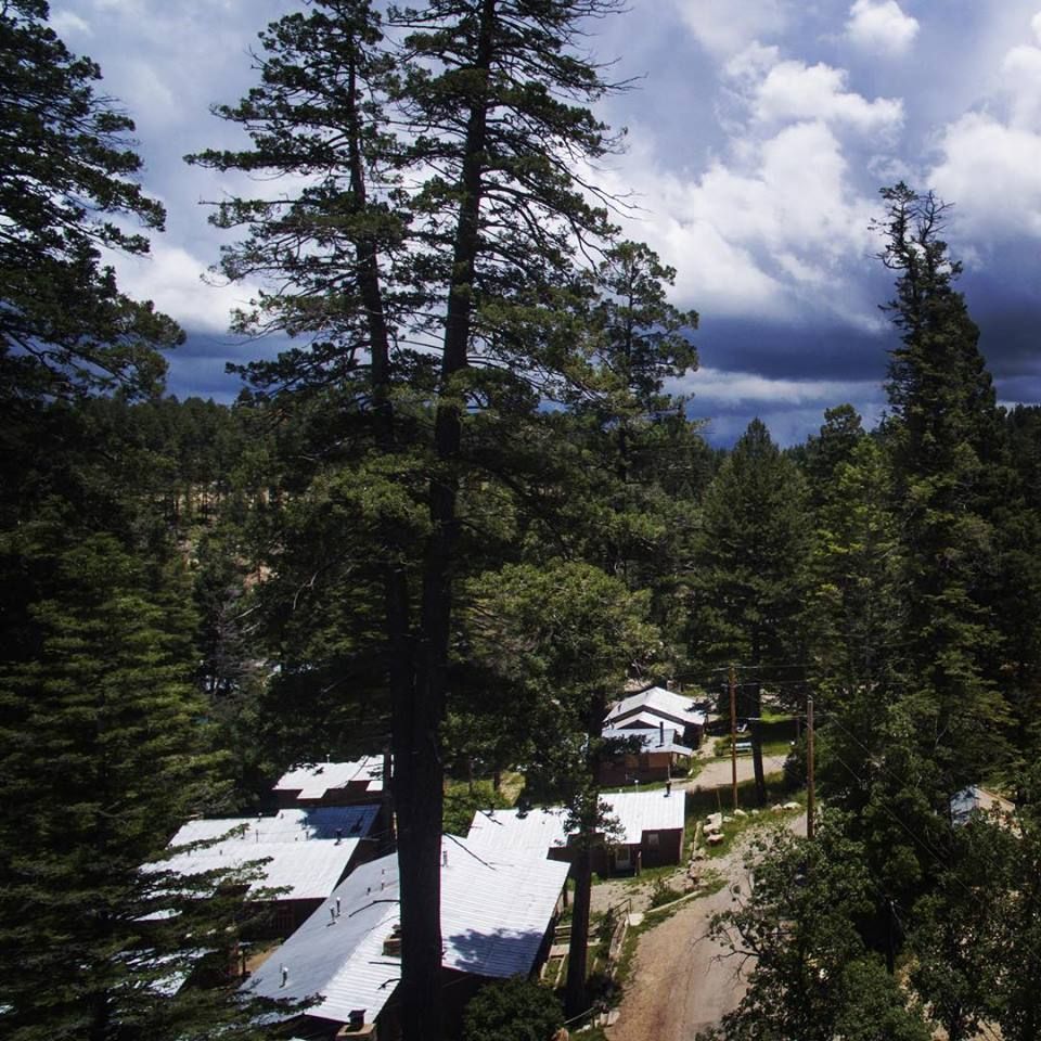 Houses with white metal roofs nestled in a dense, green pine forest under a cloudy, dramatic sky.