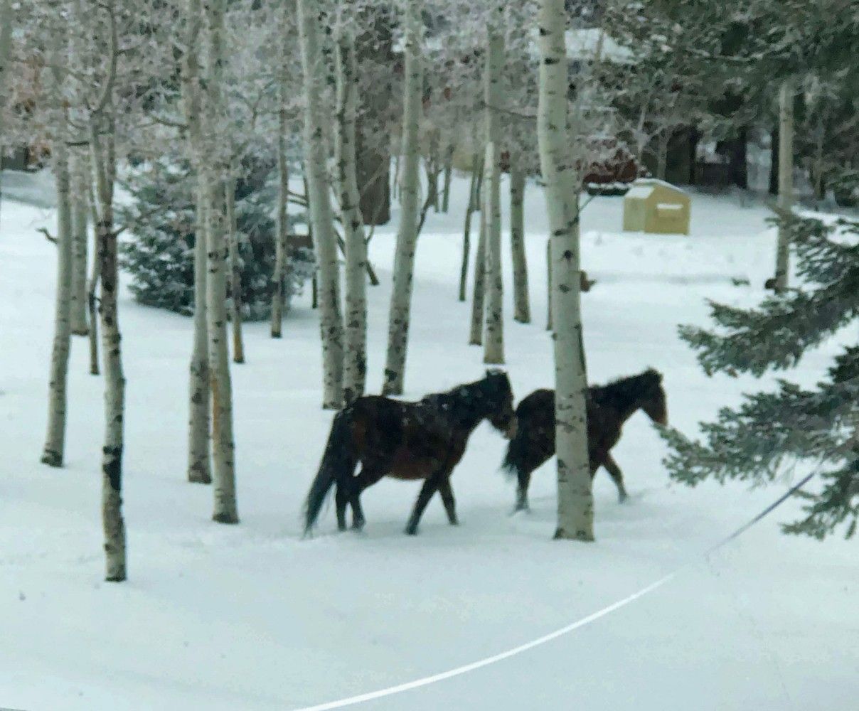 Two dark horses walk through a snowy forest filled with slender, light-barked trees.