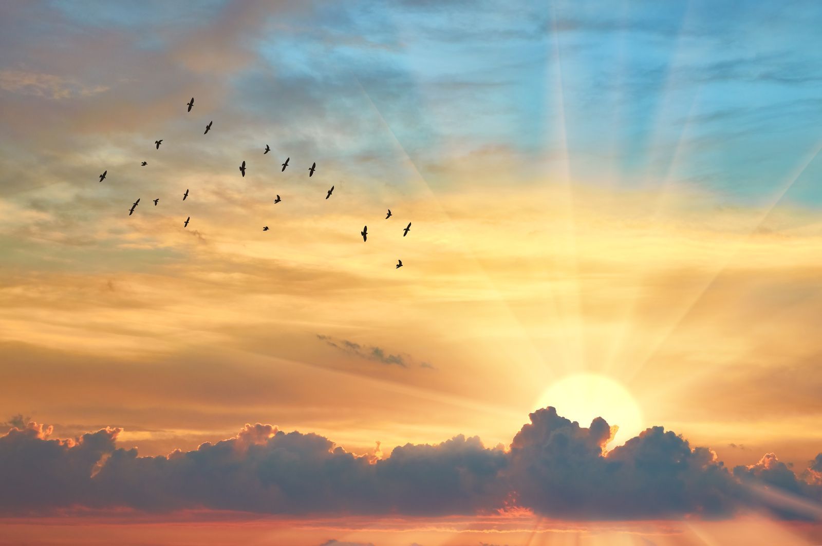 Sunrise over clouds with birds silhouetted against a golden sky