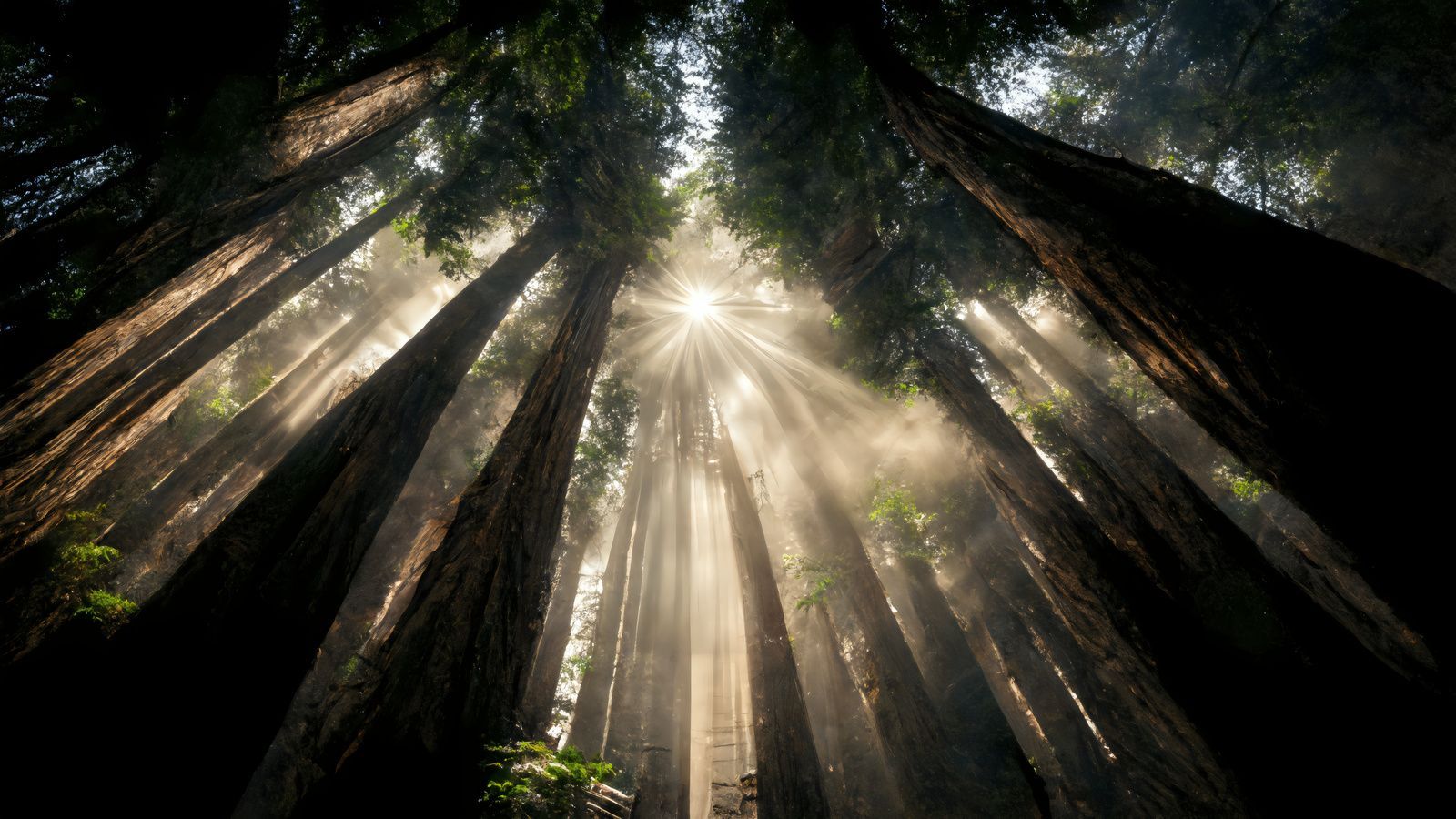 Sunlight beams through tall redwood trees in a misty forest canopy.