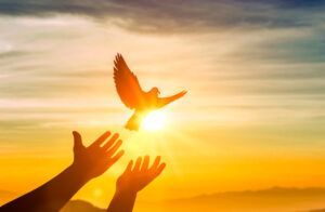Hands reaching toward a bird flying against a golden sunset sky