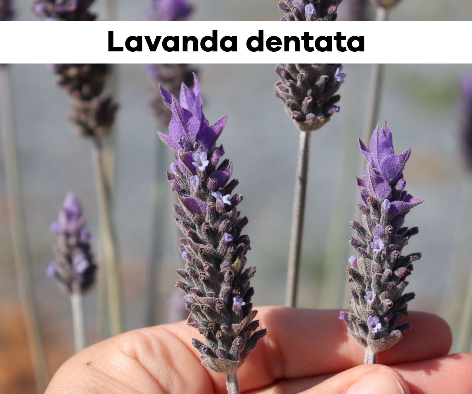 Uma pessoa está segurando flores roxas de lavanda na mão