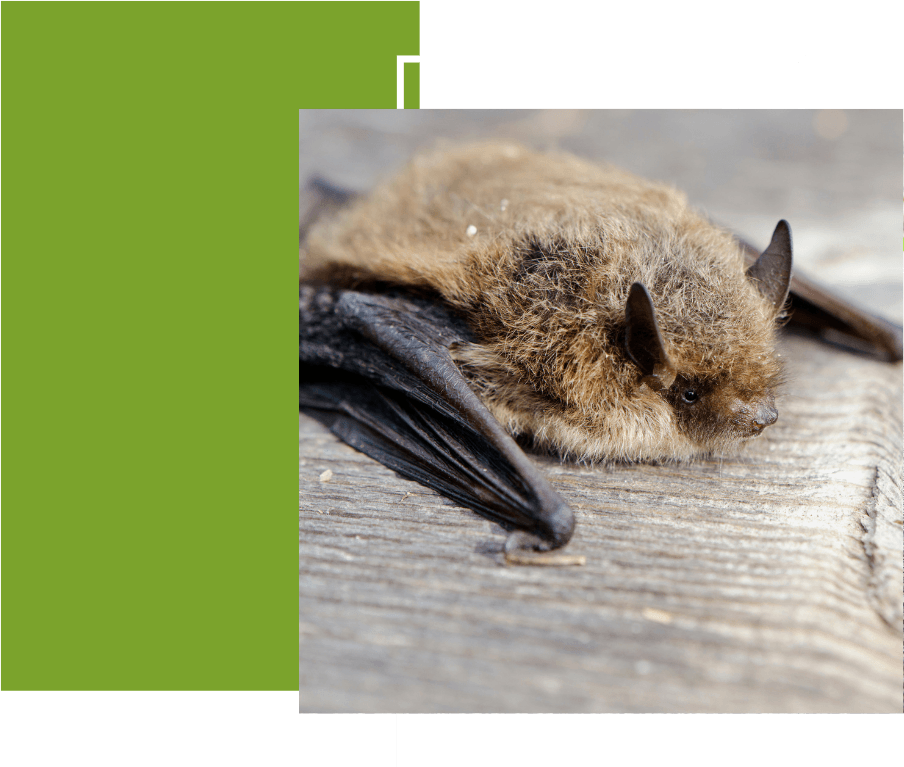 bats