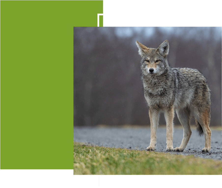 coyote