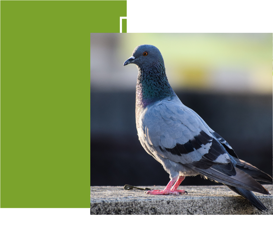 pigeon