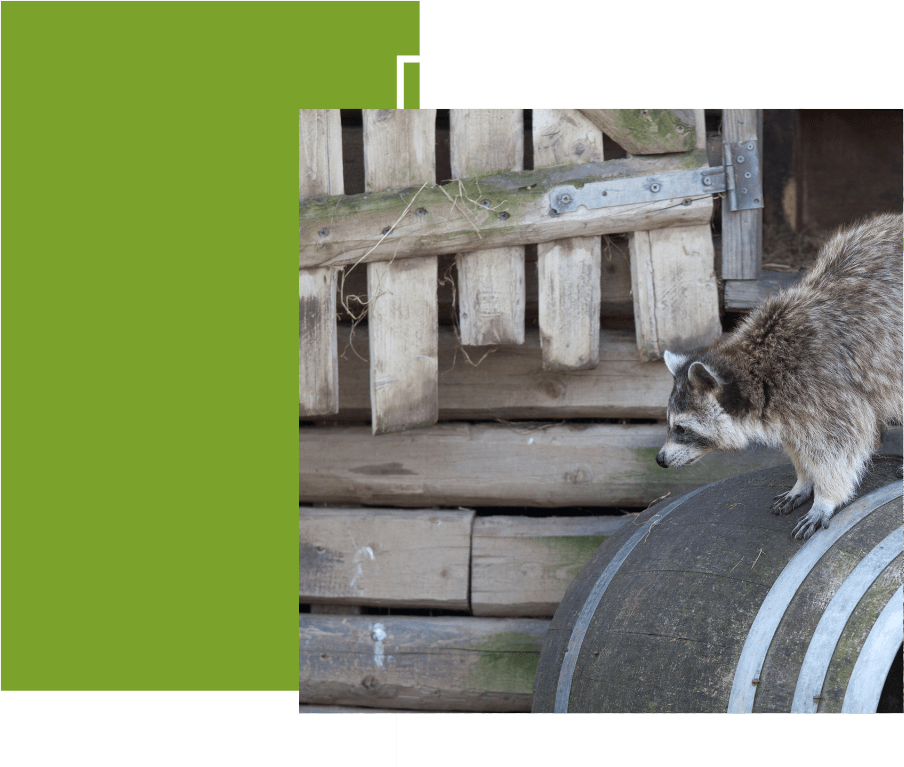 raccoon