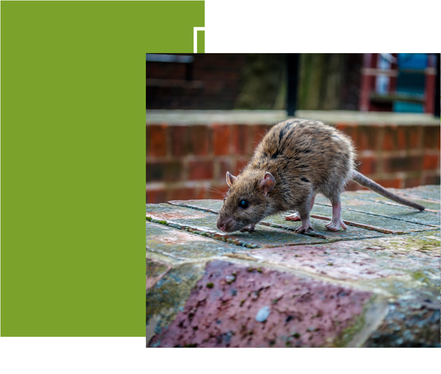 rat