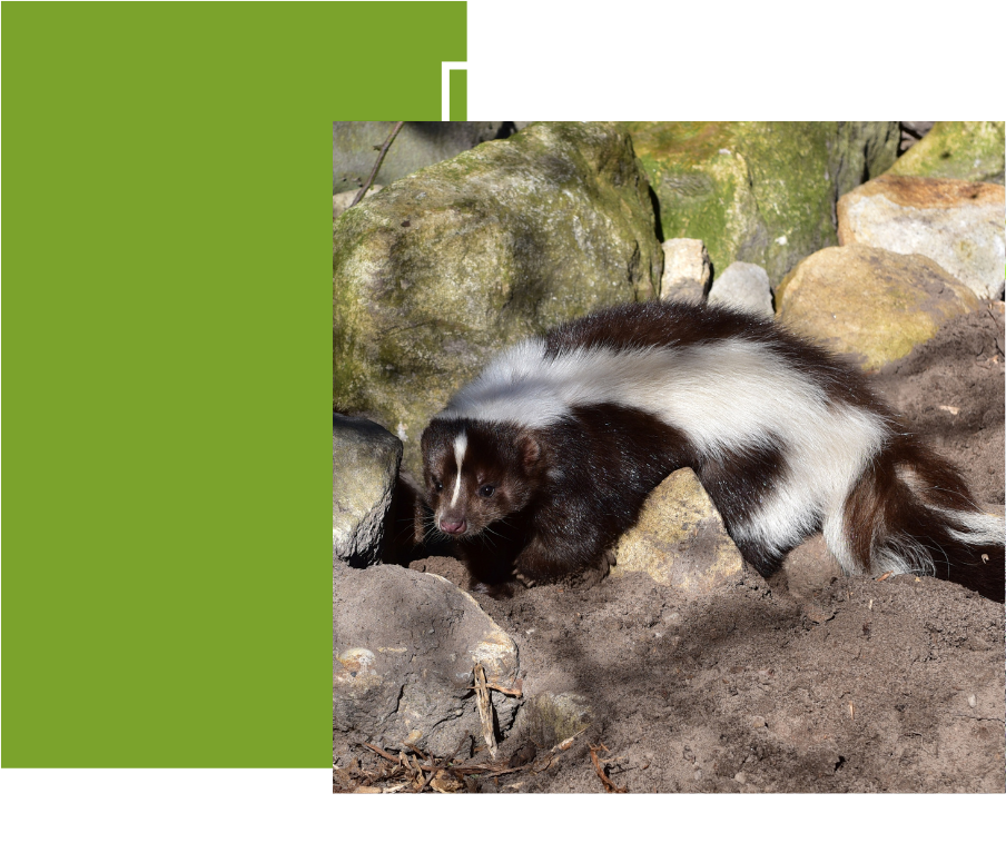 Skunk