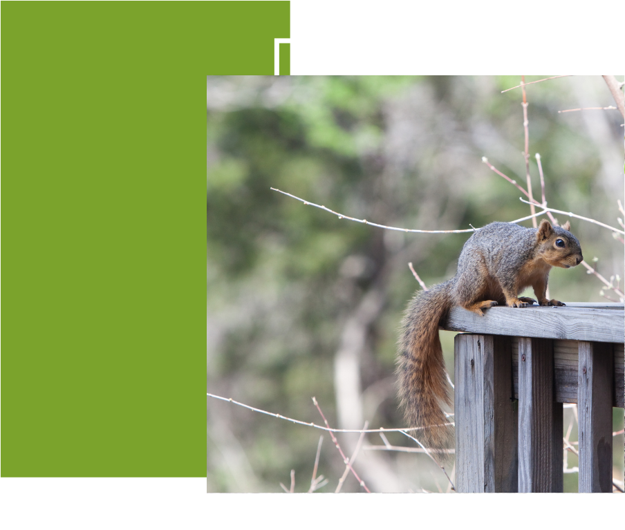 squirrel