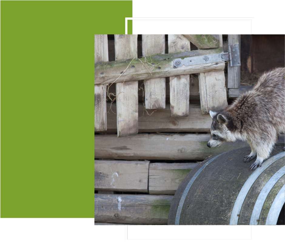 a raccoon is standing on a barrel next to a wooden fence .