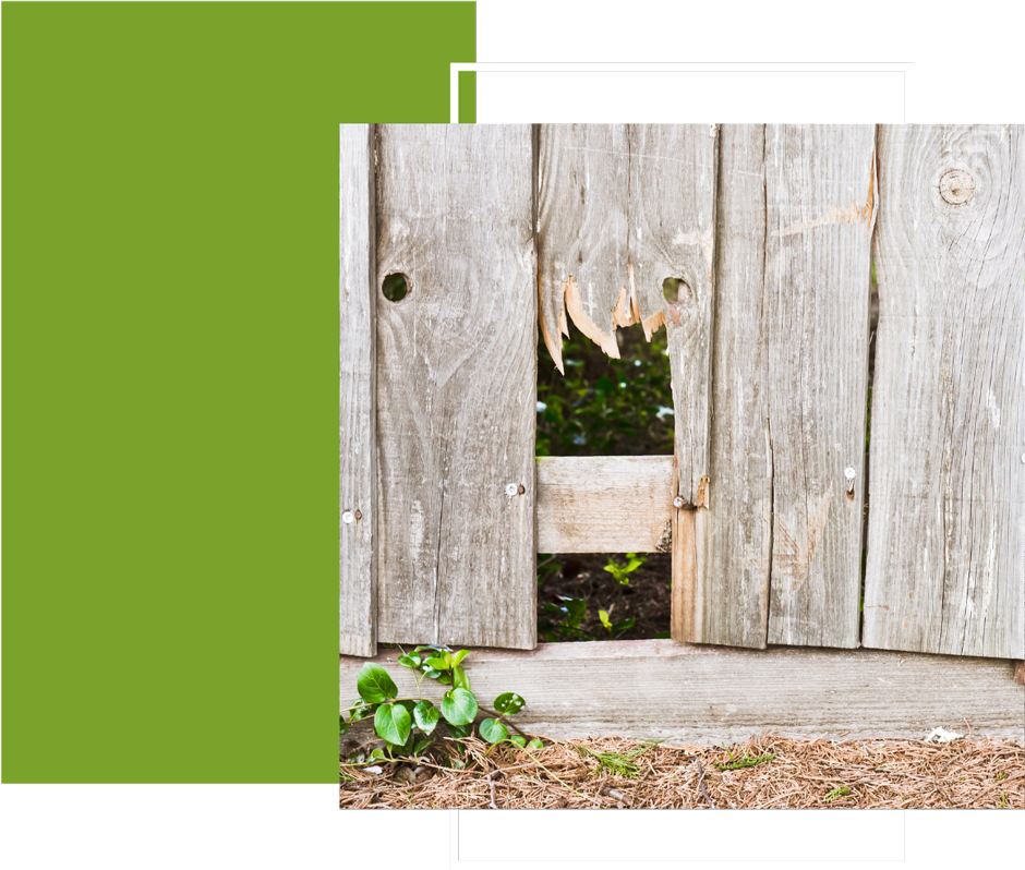 a wooden fence with a hole in it and a plant growing out of it .