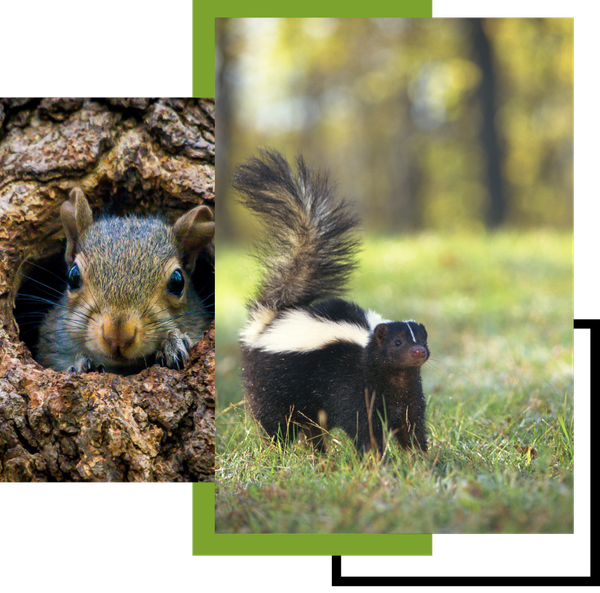 a squirrel is holding a bunch of baby squirrels in its nest .