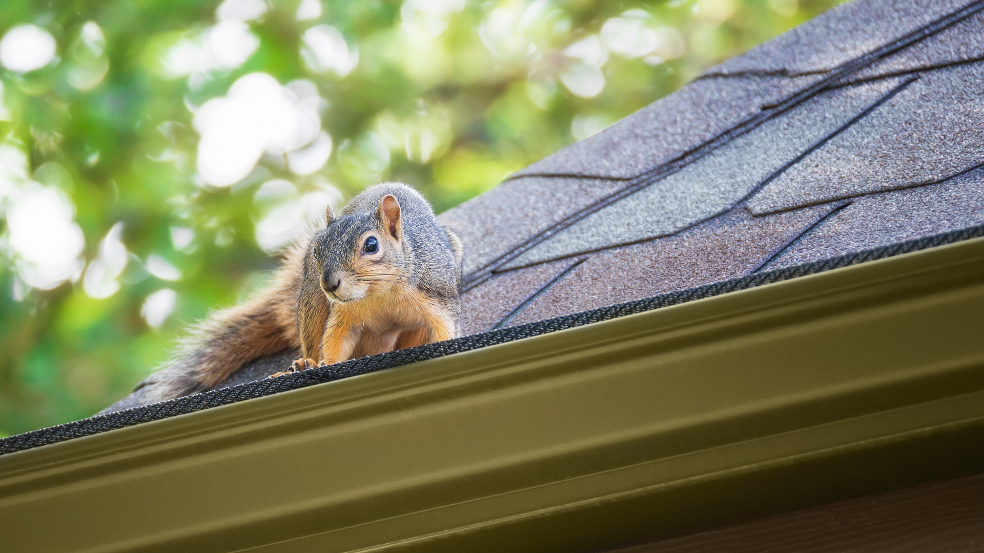 Squirrel on a roof, looking alert. Brown fur, gray tail, green foliage background, beige gutter.