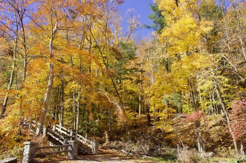 A wooden bridge in the middle of a forest surrounded by trees with yellow leaves.