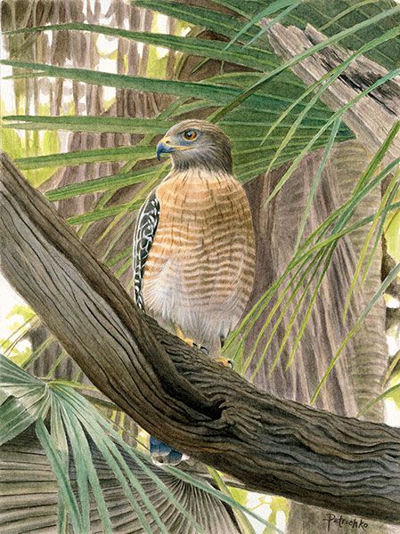 A Red-shouldered Hawk with a reddish-brown barred chest sits perched on a thick, textured tree branch amidst palm leaves.
