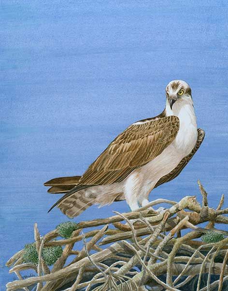 An bird with brown and white feathers standing in a large stick nest against a blue sky.