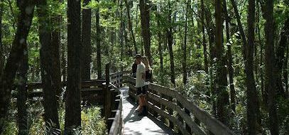 People stand on a wooden boardwalk that winds through a dense forest of trees.