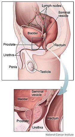 Male Reproductive System Male Reproductive System