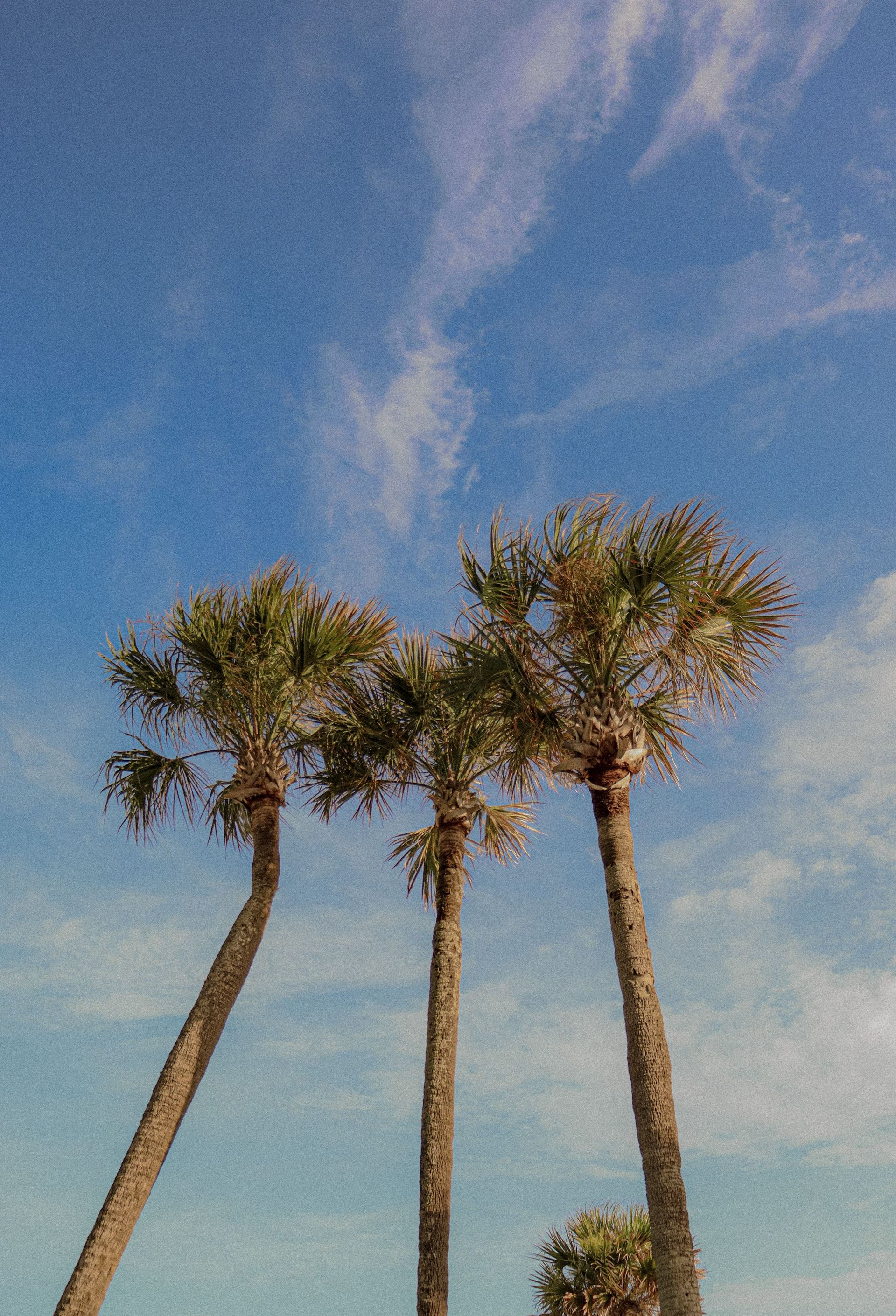 Three tall palm trees against a blue sky with wispy clouds