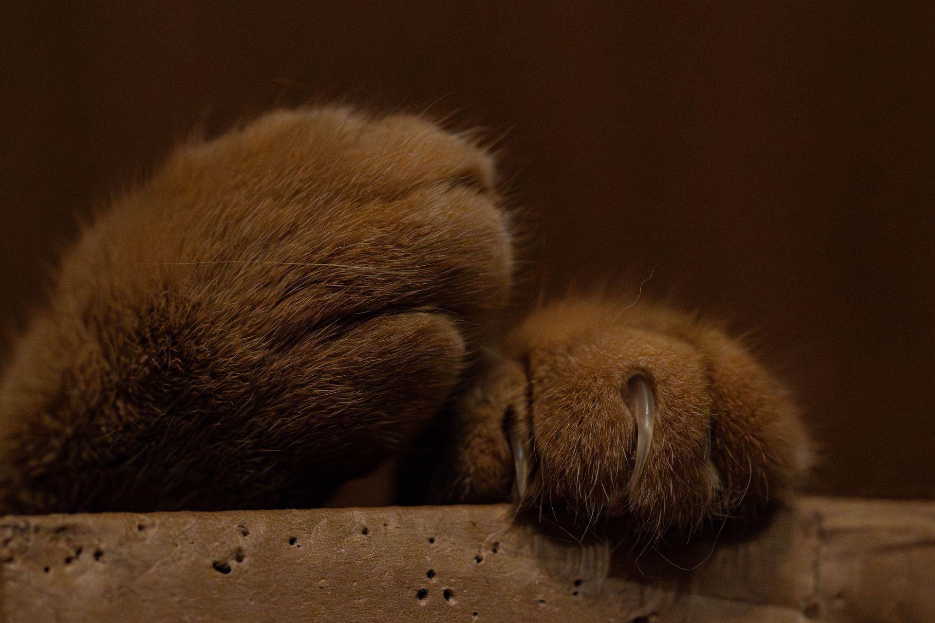 Two fluffy brown bear cubs resting with paws over a wooden ledge