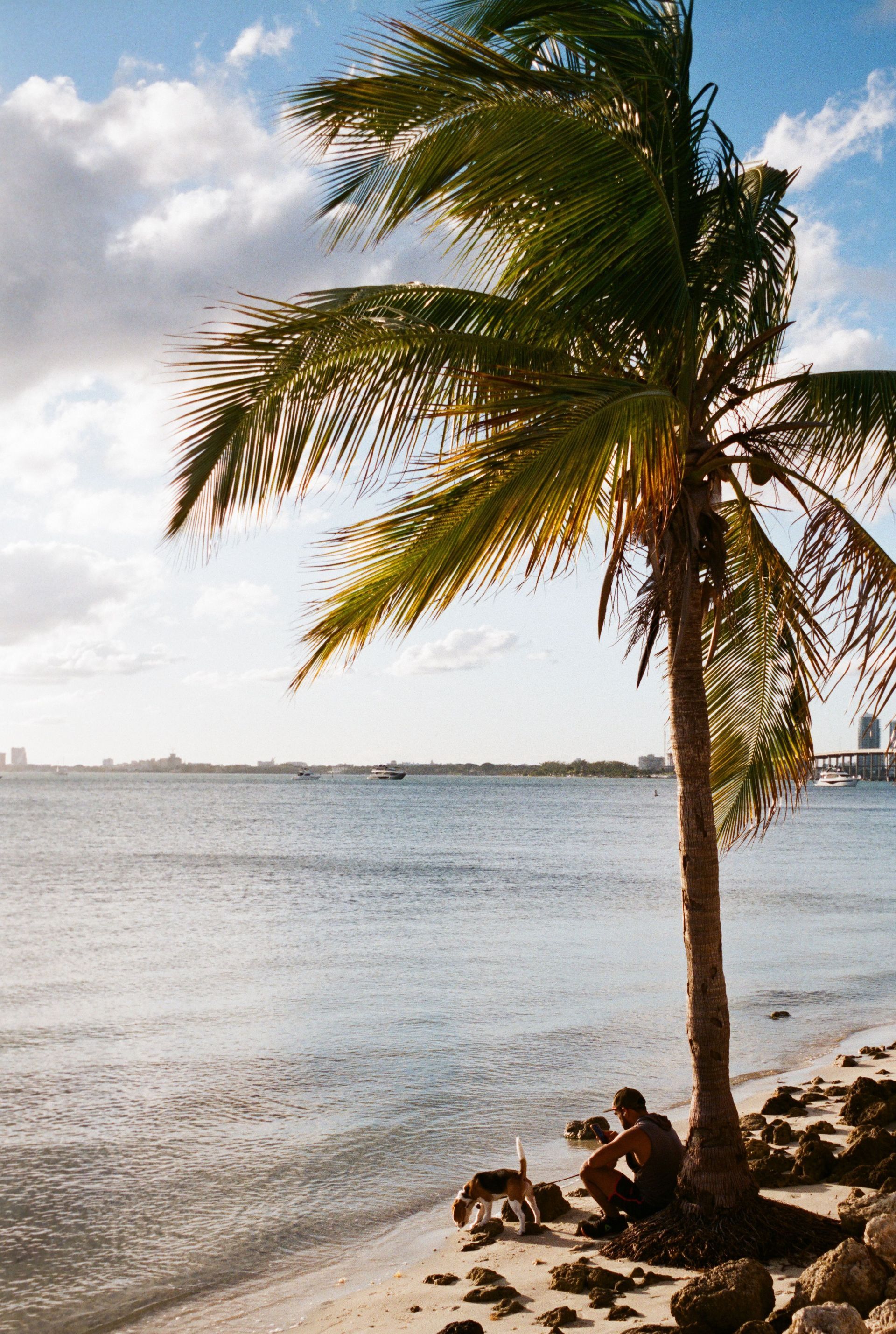 Palm tree on a sandy beach with people sitting by calm water under a partly cloudy sky