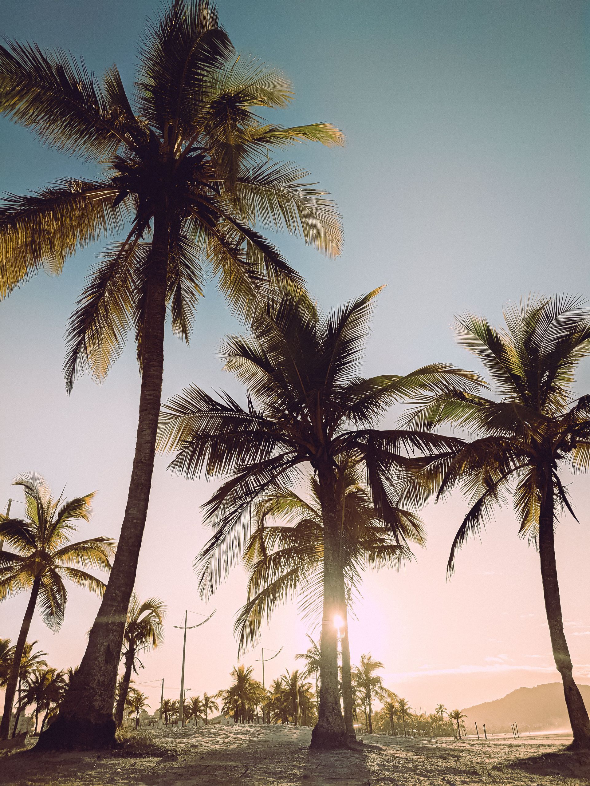 Palm trees silhouetted against a pastel sunrise sky on a tropical beach