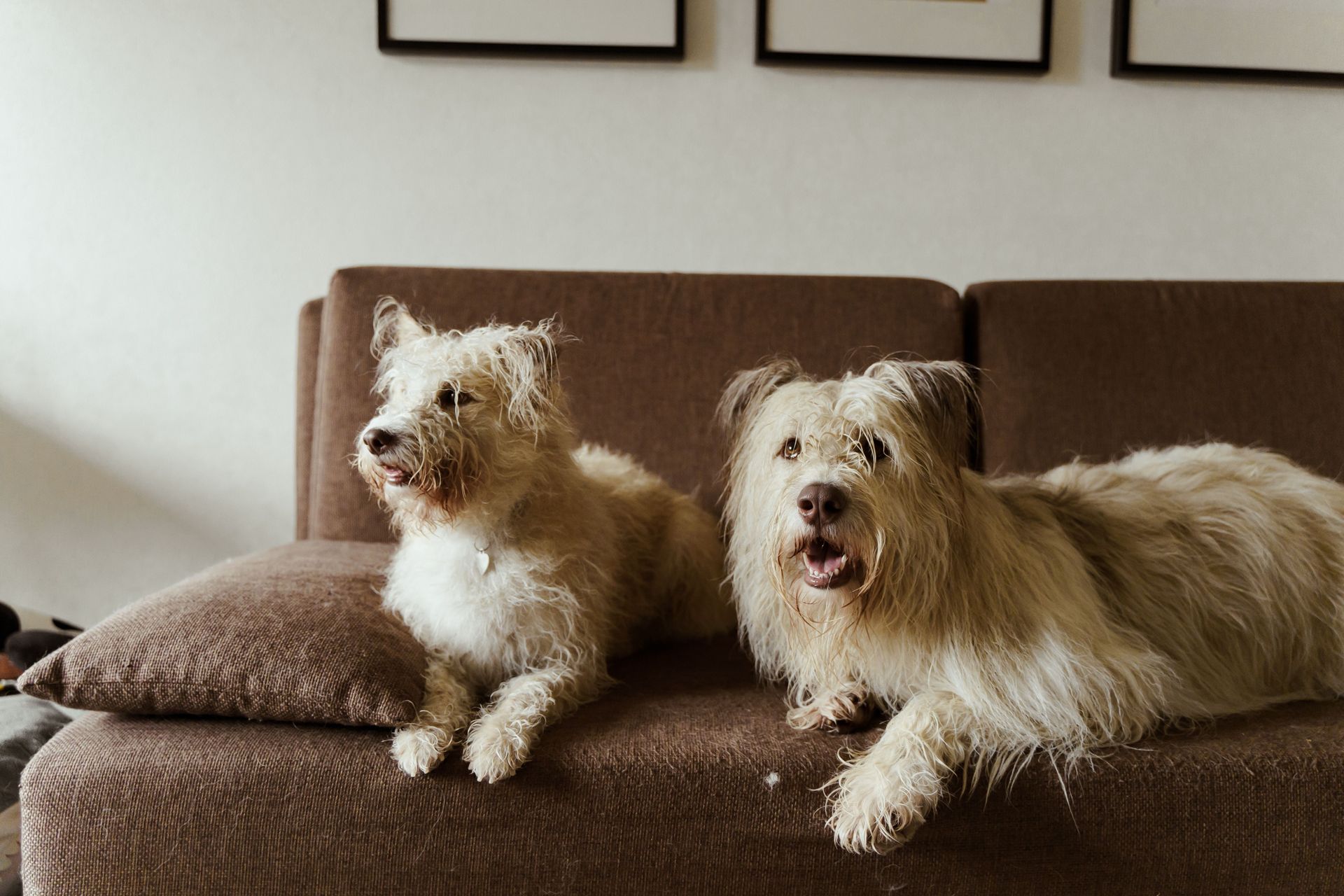 Two small shaggy dogs sitting on a brown couch in a living room