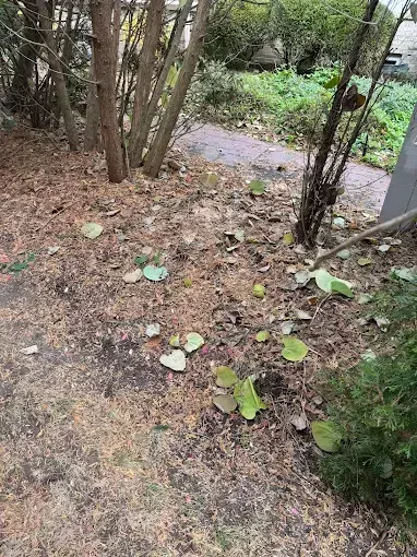 Leaf-strewn garden path beside shrubs and trees, with scattered green leaves on the ground.