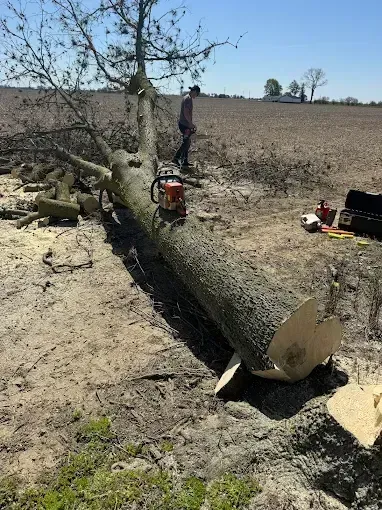 Fallen tree trunk with a chainsaw and worker in a dry field, clearing debris after cutting.