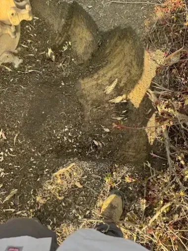 Close-up of muddy ground with a weathered tree stump and scattered leaves and debris