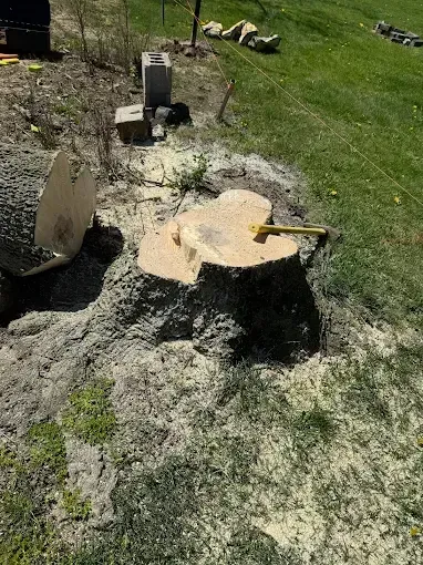 Freshly cut tree stump with an axe embedded in it in a grassy yard with fallen wood chips.