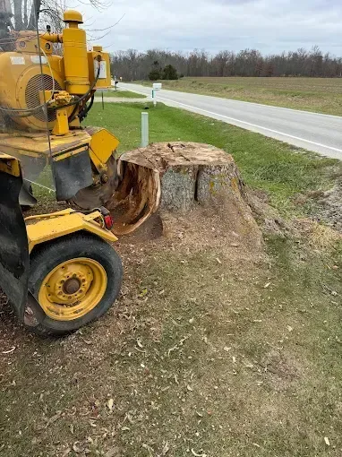 Yellow stump grinder beside a large tree stump near a roadside field