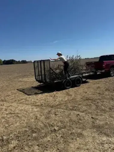 Person loading brush into a trailer hitched to a red pickup in a dry field under a clear blue sky