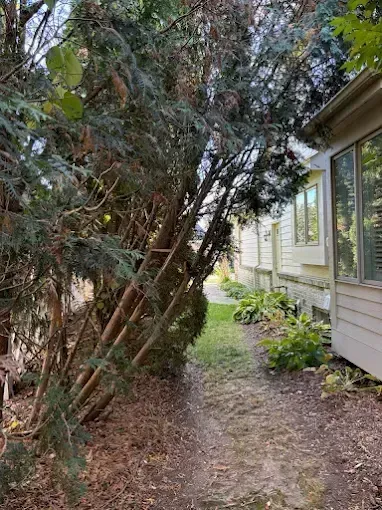 Narrow dirt path beside a house, bordered by dense evergreen shrubs and trees