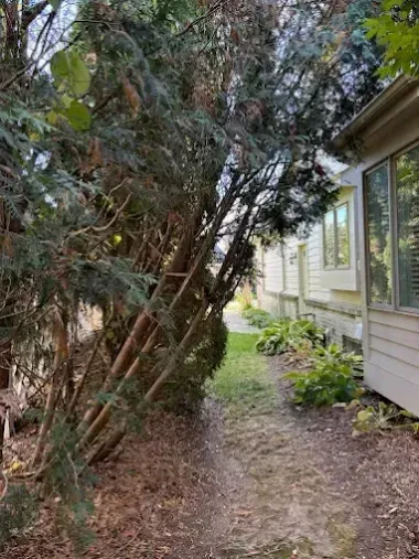 Narrow dirt path beside a house, bordered by dense evergreen shrubs and trees
