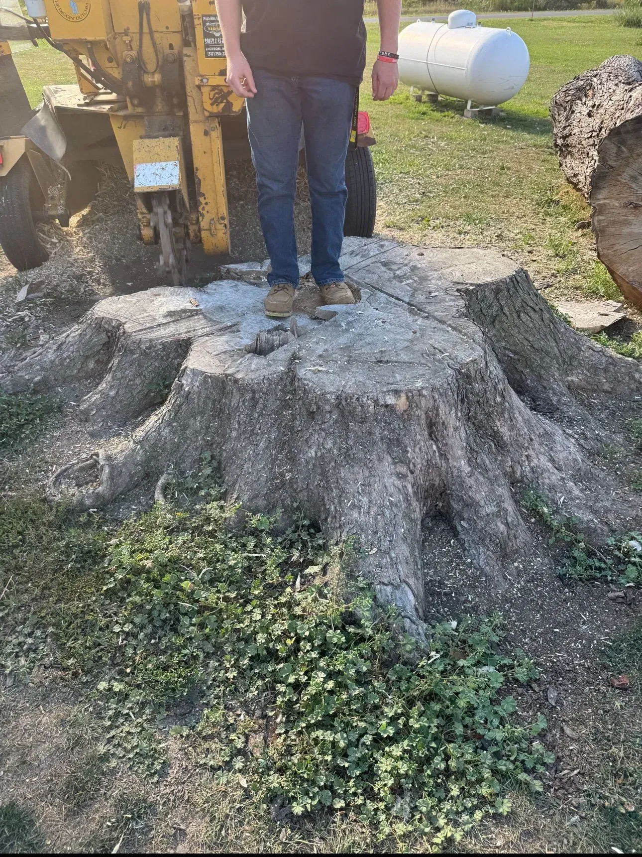 Person standing on a large tree stump beside construction equipment outdoors